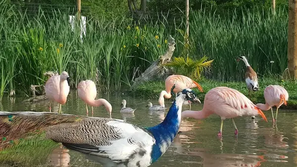 Exotic Park : photo 3