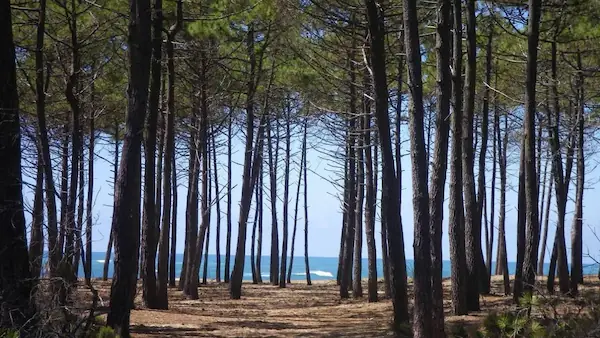 Les Landes : photo 3