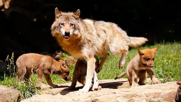 Parc Animalier : photo 4