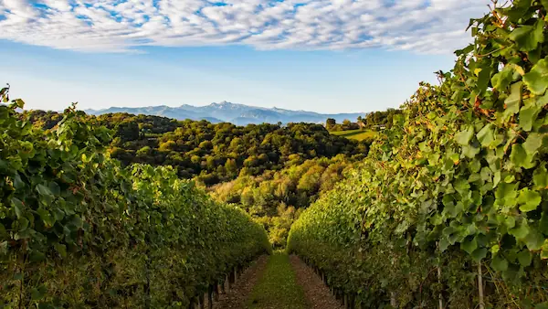 Vignobles de Jurançon.
