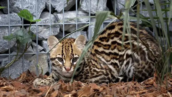 Zoo d'Asson : photo 2