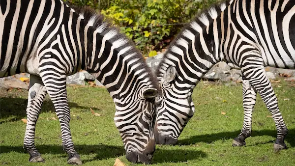 Zoo d'Asson : photo 3