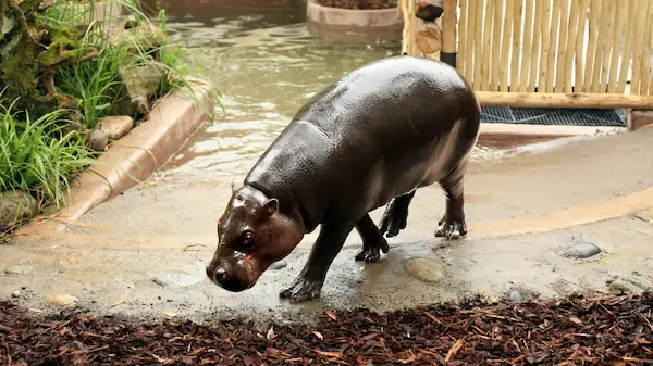 Zoo d'Asson : photo 4